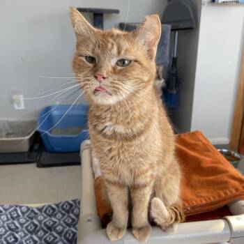 Marigold -  Domestic Short Hair Cat for Adoption in Buffalo, New York - Marigold | PetCurious