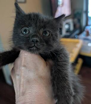 Farmall -  Domestic Short Hair Cat for Adoption in Portland, Indiana - Farmall | PetCurious