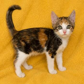 scarlett -  Domestic Short Hair Cat for Adoption in Tucson, Arizona - Scarlett | PetCurious