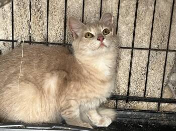 Charley -  Domestic Medium Hair Cat for Adoption in Hayward, California - Charley | PetCurious