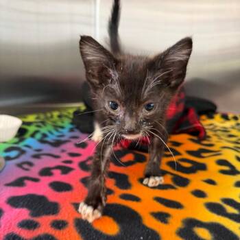 Rex -  Domestic Short Hair Cat for Adoption in Morganton, North Carolina - Rex | PetCurious