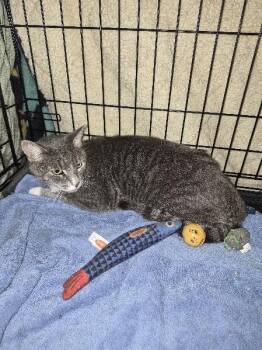 Biscuit -  Domestic Short Hair Cat for Adoption in Keansburg, New Jersey - Biscuit | PetCurious