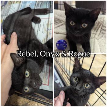 Rescue Domestic Short Hair Cats for Adoption in Hollister, Missouri - Onyx | PetCurious