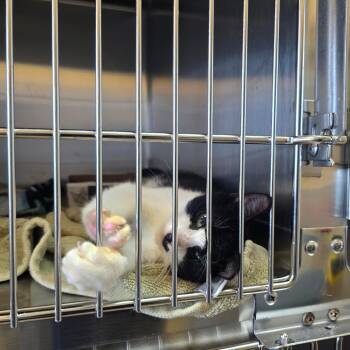 Hercules -  Domestic Short Hair Cat for Adoption - Hercules | PetCurious