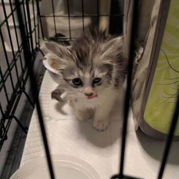 Fern -  Domestic Long Hair Cat for Adoption in Little Mountain, South Carolina - Fern | PetCurious