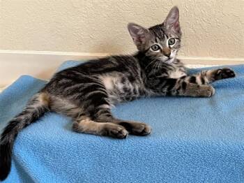 LEXIE -  Domestic Short Hair Cat for Adoption in Colorado Springs, Colorado - LEXIE | PetCurious