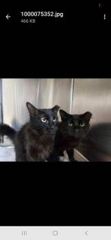Domestic Short Hair Cats Available for Adoption in Metamora, Illinois - Luke-Q | PetCurious