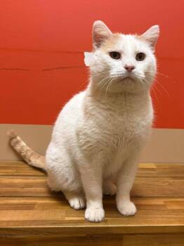 Domestic Short Hair Cats Available for Adoption - Mator | PetCurious