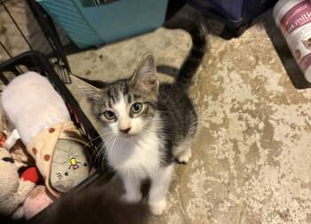 Vincent Price -  Domestic Short Hair Cat for Adoption in Philadelphia, Pennsylvania - Vincent Price | PetCurious
