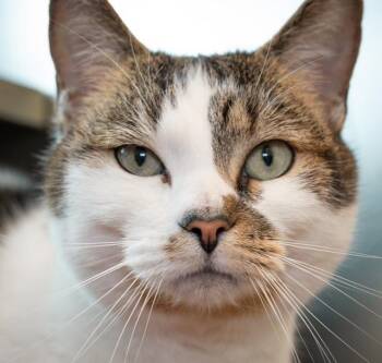 ROSITA -  Domestic Short Hair Cat for Adoption in Boston, Massachusetts - ROSITA | PetCurious