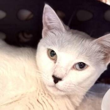 SMIDGE -  Domestic Short Hair Cat for Adoption in Fernandina Beach, Florida - SMIDGE | PetCurious