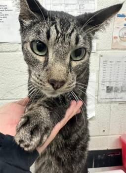 Domestic Short Hair Cats Available for Adoption in Chula Vista, California - A271654 | PetCurious