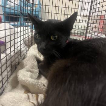 Rosemary -  Domestic Short Hair Cat for Adoption in Chicago, Illinois - Rosemary | PetCurious