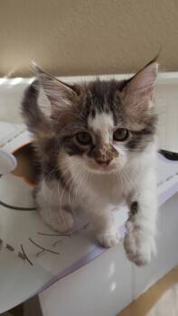 Katia -  Domestic Long Hair and Domestic Short Hair Cat for Adoption in Fort Worth, Texas - Katia | PetCurious