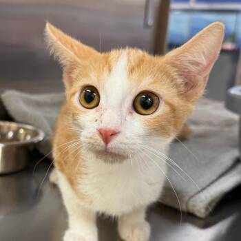 Koty -  Domestic Short Hair Cat for Adoption in Hemet, California - Koty | PetCurious