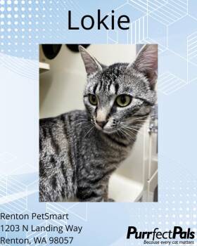 Domestic Short Hair Cats Available for Adoption - Lokie | PetCurious