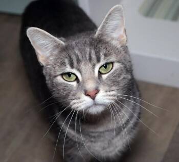 Domestic Short Hair Cats Available for Adoption - Crosley | PetCurious