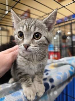 Dopey -  Domestic Short Hair Cat Available for Adoption in Buford, Georgia - Dopey | PetCurious