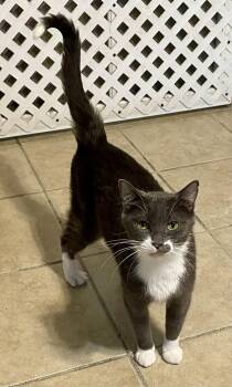 Rescue Domestic Short Hair Cats for Adoption in Lacon, Illinois - Lexi | PetCurious