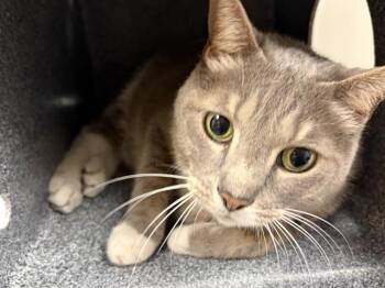 DENIS -  Domestic Short Hair Cat Available for Adoption in St. Cloud, Florida - DENIS | PetCurious