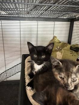 Corn Chip -  Domestic Short Hair Cat for Adoption in Broomall, Pennsylvania - Corn Chip | PetCurious