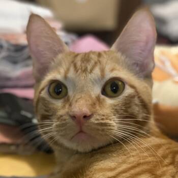 Domestic Short Hair Cats Available for Adoption in Santa Ana, California - Nermal | PetCurious