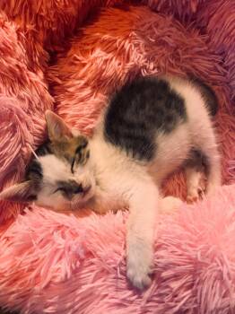 Tabby Cats Available for Adoption in San Antonio, Texas - Beans | PetCurious