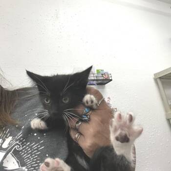 Scribble -  Domestic Short Hair Cat for Adoption in Idaho Falls, Idaho - Scribble | PetCurious