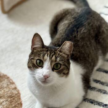 Rescue Domestic Short Hair Cats for Adoption in Stamford, Connecticut - Gentle Soul, Playful Spirit – Meet Tippi | PetCurious