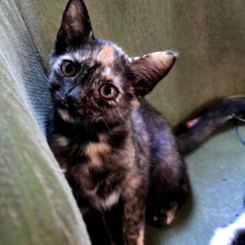 Nutmeg -  Domestic Short Hair Cat for Adoption in Beulaville, North Carolina - Nutmeg | PetCurious