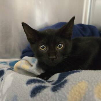 Rasberry -  Domestic Short Hair Cat for Adoption in Newport, Tennessee - Rasberry | PetCurious