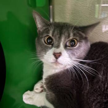 Domestic Short Hair Cats Available for Adoption in Richmond, California - CHARLIE | PetCurious
