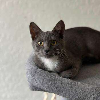 Thorn -  Domestic Short Hair Cat for Adoption in San Tan Valley, Arizona - Thorn | PetCurious