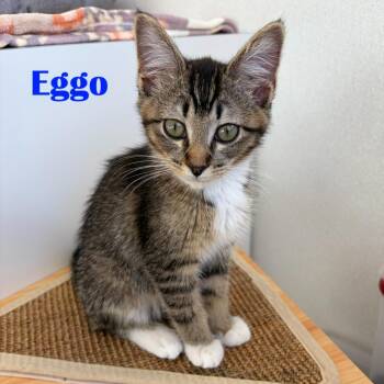 Eggo -  Domestic Short Hair Cat for Adoption in North Saint Paul, Minnesota - Eggo | PetCurious
