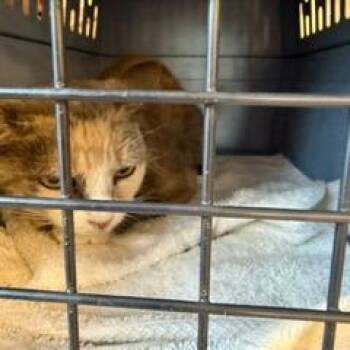 Isabel -  Domestic Short Hair Cat for Adoption in West Palm Beach, Florida - Isabel | PetCurious