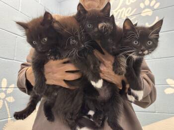 Rescue Domestic Short Hair Cats for Adoption in Clifton, New Jersey - Hana’s Kittens Almost Ready… | PetCurious