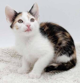 Turkish Van and Calico Cats Available for Adoption in Bedford Hills, New York - Lacey!  Doesn