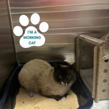 Cosmo -  Domestic Short Hair Cat Available for Adoption in Dubuque, Iowa - Cosmo | PetCurious