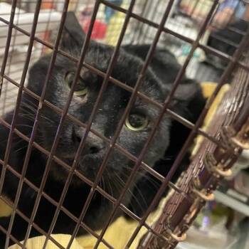 Stinky -  Domestic Short Hair Cat for Adoption in Chicago, Illinois - Stinky | PetCurious