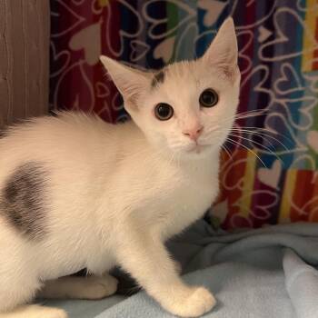 Bee -  Domestic Short Hair Cat for Adoption - Bee | PetCurious