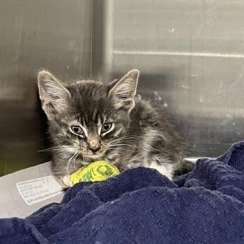 Chewtle -  Domestic Short Hair Cat for Adoption in Pauls Valley, Oklahoma - Chewtle | PetCurious