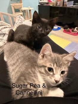 Cannellini Bean -  Domestic Short Hair Cat for Adoption in Kenosha, Wisconsin - Cannellini Bean | PetCurious