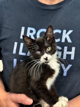 Milano -  Tuxedo Cat for Adoption in Saginaw, Michigan - Milano | PetCurious