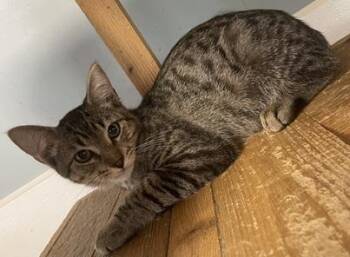 Kitten 27983(Lou) -  Tabby Cat for Adoption in Parlier, California - Kitten 27983(Lou) | PetCurious