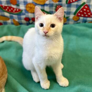 Apsen -  Siamese and Domestic Short Hair Cat for Adoption in Springfield, Oregon - Apsen | PetCurious