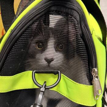 Niko -  Domestic Short Hair Cat for Adoption in Philadelphia, Pennsylvania - Niko | PetCurious