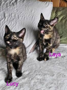 Rescue Tortoiseshell Cats for Adoption in Pendleton, Oregon - Leila And Or Lucy | PetCurious
