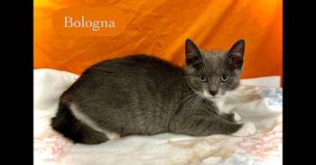 Bologna -  Domestic Short Hair Cat for Adoption in Chalfont, Pennsylvania - Bologna | PetCurious
