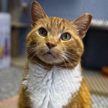 Domestic Short Hair Cats Available for Adoption - Ivan | PetCurious