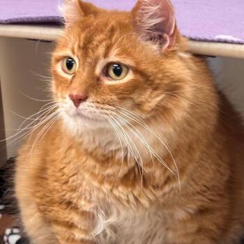 Oscar -  Domestic Long Hair and Tiger Cat for Adoption in Batavia, New York - Oscar | PetCurious